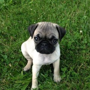 Meet your Posher, Bailey